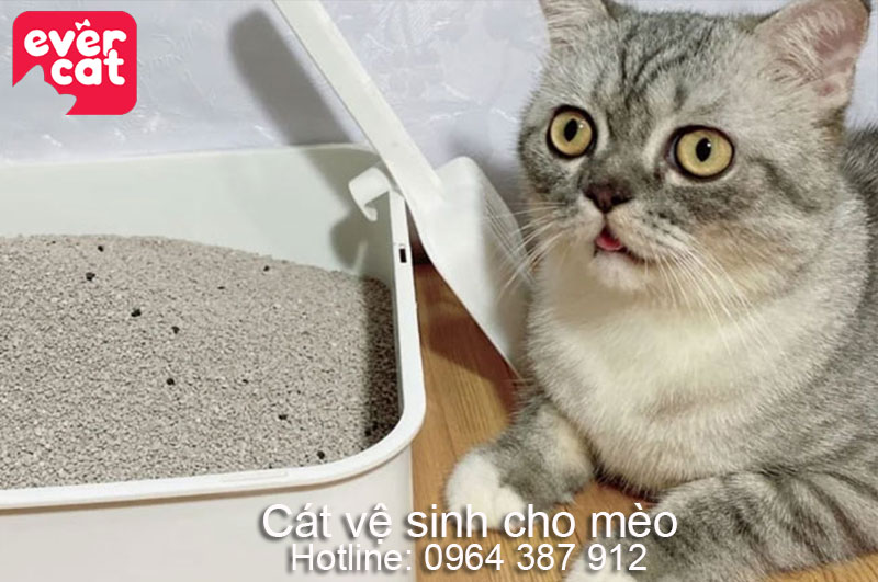 cát vệ sinh cho mèo giá rẻ
