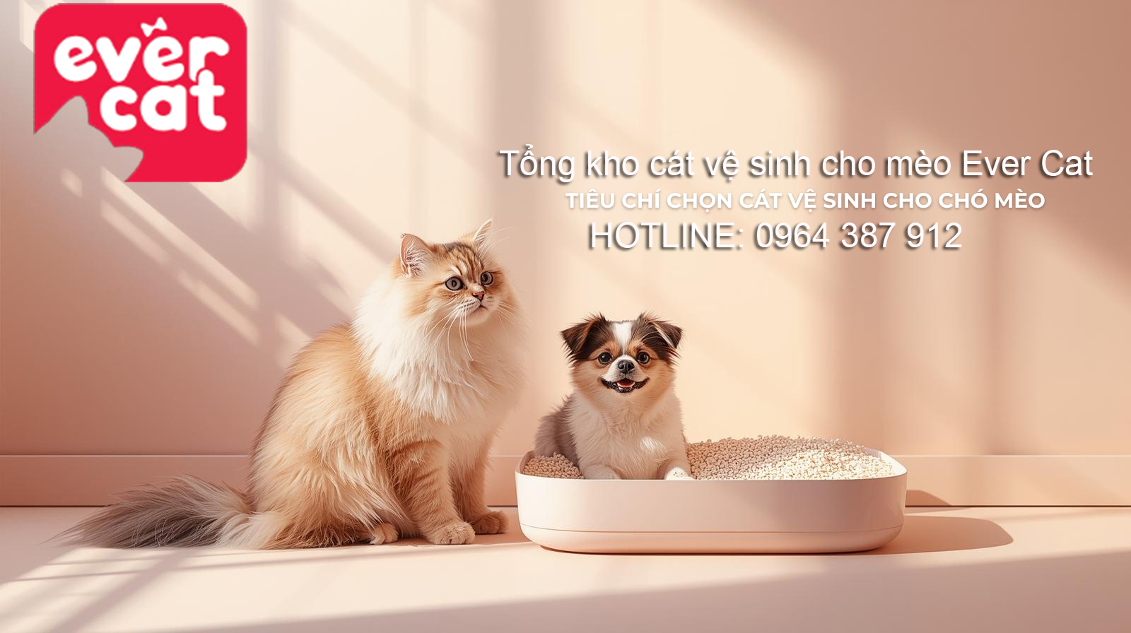 cách chọn cát vệ sinh cho mèo ever cat