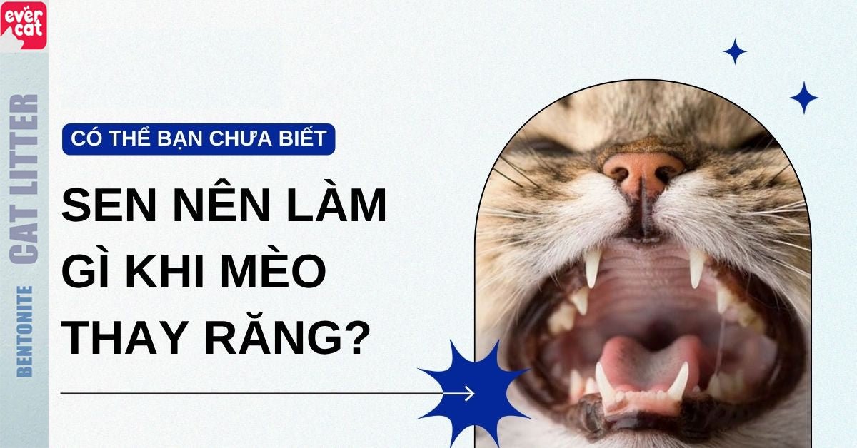 Mèo thay răng lúc mấy tháng tuổi? Lịch trình chi tiết và cách chăm sóc đúng cách