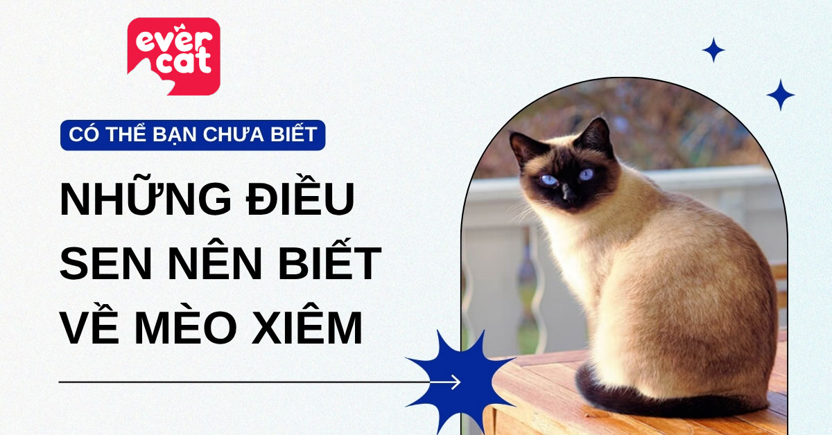 Mèo xiêm