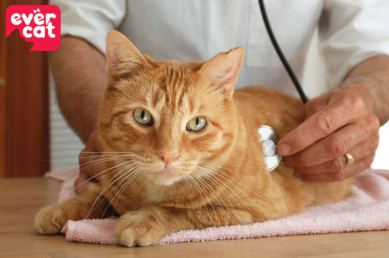 Tiêm vaccin cho mèo cần lưu ý